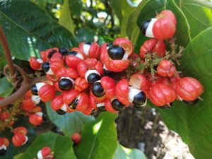 South American Caffeinated Botanicals: yerba mate, guayusa and guarana