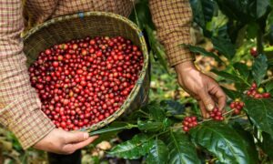 The potential of organic coffee products