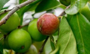 Camu camu: superfood in natural ingredients