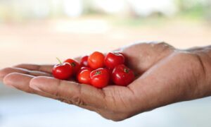 Why acerola powder matters in modern formulations