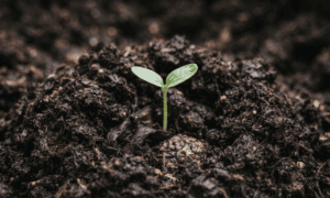 From waste to value: the role of circular economy in sustainable food systems